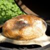 ConvEGGtor pro Big Green Egg MiniMax - Image 2