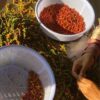 La Plantation Kampotský pepř červený celý 50 g - Image 3